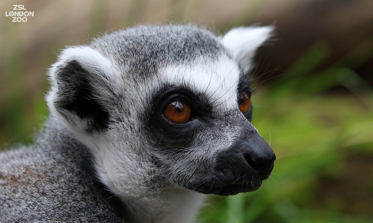 zsllondonzoo's tweet photo. The #sun's out! ☀️ Did you know #lemurs love to bathe in the #sunshine? Watch our Facebook Live to find out more about these amazing animals and why not visit them on our #Superpowers trail this #Easter? https://t.co/oNecEGthlk #ZSLSuperheroes https://t.co/ql054VJnI6