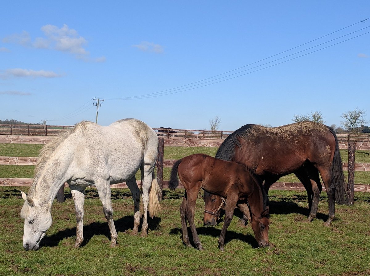 NatalieFolland's tweet image. Fields are like bogs and we've no grass but the sun is shining and the Elkington Stud mares and foals are happy out ☀️👌#happyhorses #happymanager
