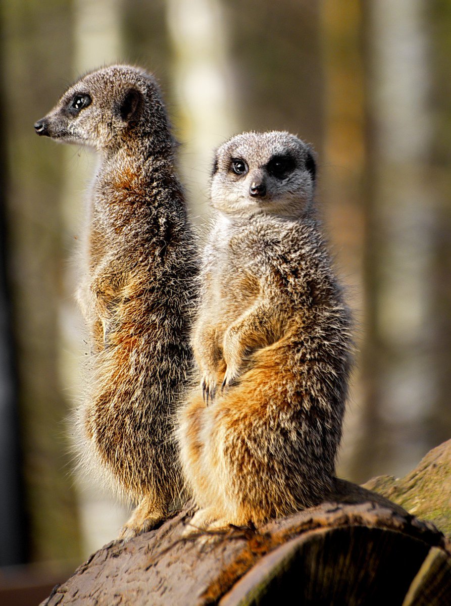 RECOMS_ITN's tweet photo. Now that Easter is over, we are on the lookout 4 our new @RECOMS_ITN fellows to join @CoventryCAWR, @univgroningen @ILVOvlaanderen @BOKUvienna @LukeFinlandInt @Rijkswaterstaat @CarsonCentre https://t.co/FreQsbDT3E #RECOMS, #resilience, #MarieCurie #innovativetrainingnetwork https://t.co/H6zHFBYhnz
