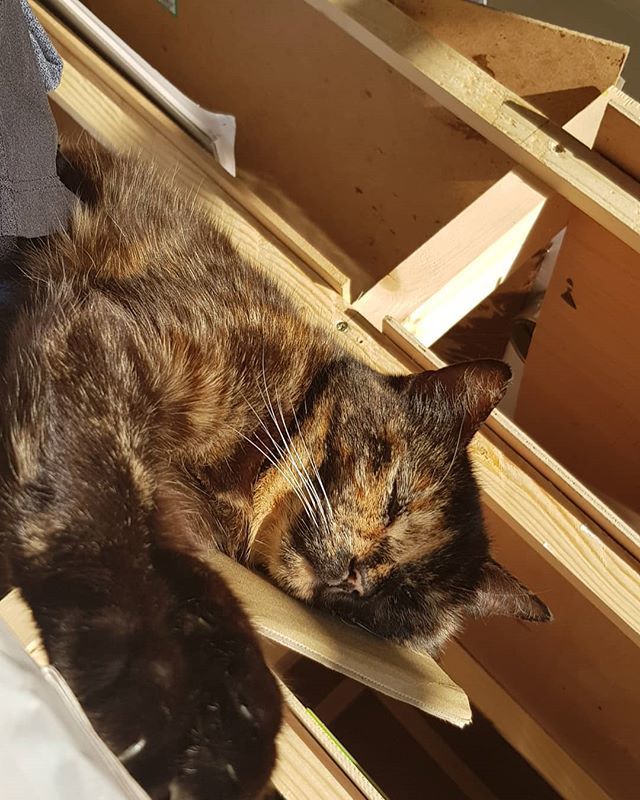GladArtWorks's tweet photo. Sparky the #studio #cat in #residence had a serious amount of sleep to catch up with after a big night out in the neighbourhood. 
We have much to learn from cats and how highly they regard #quality #sleep. 
@thrive @ariannahuff https://t.co/bcy4656xwO https://t.co/rZjPjBbEyU