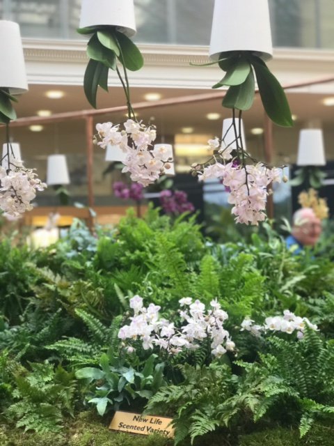LoveOrchidsUK's tweet photo. Fantastic first day @The_RHS Orchid Show with lots of wonderful comments about our displays and the smell emanating from our scented orchids! #orchids #orchid #flowers #mothorchid #phalaenopsis #RHSshow #Orchidelirium #RHSLondon #scentedorchids #LoveOrchids https://t.co/e9uNgNkhIl
