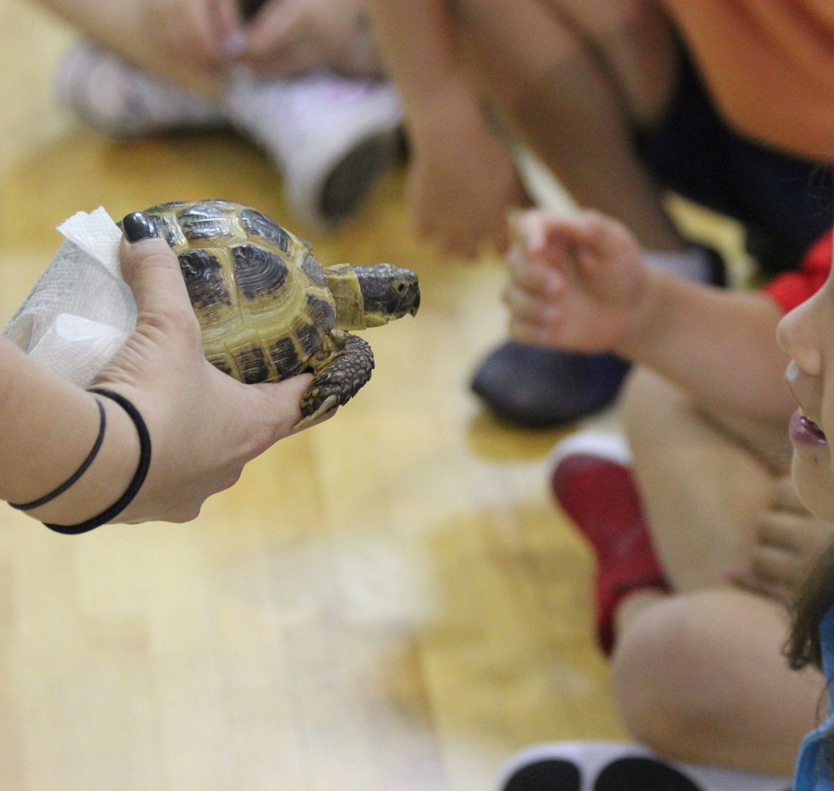 WackyScience's tweet image. Animal Adventure In-School Field Trip last week with Danielle and Quin! They taught the kindergarten students at NSU University School all about our friendly LIVE animals!!