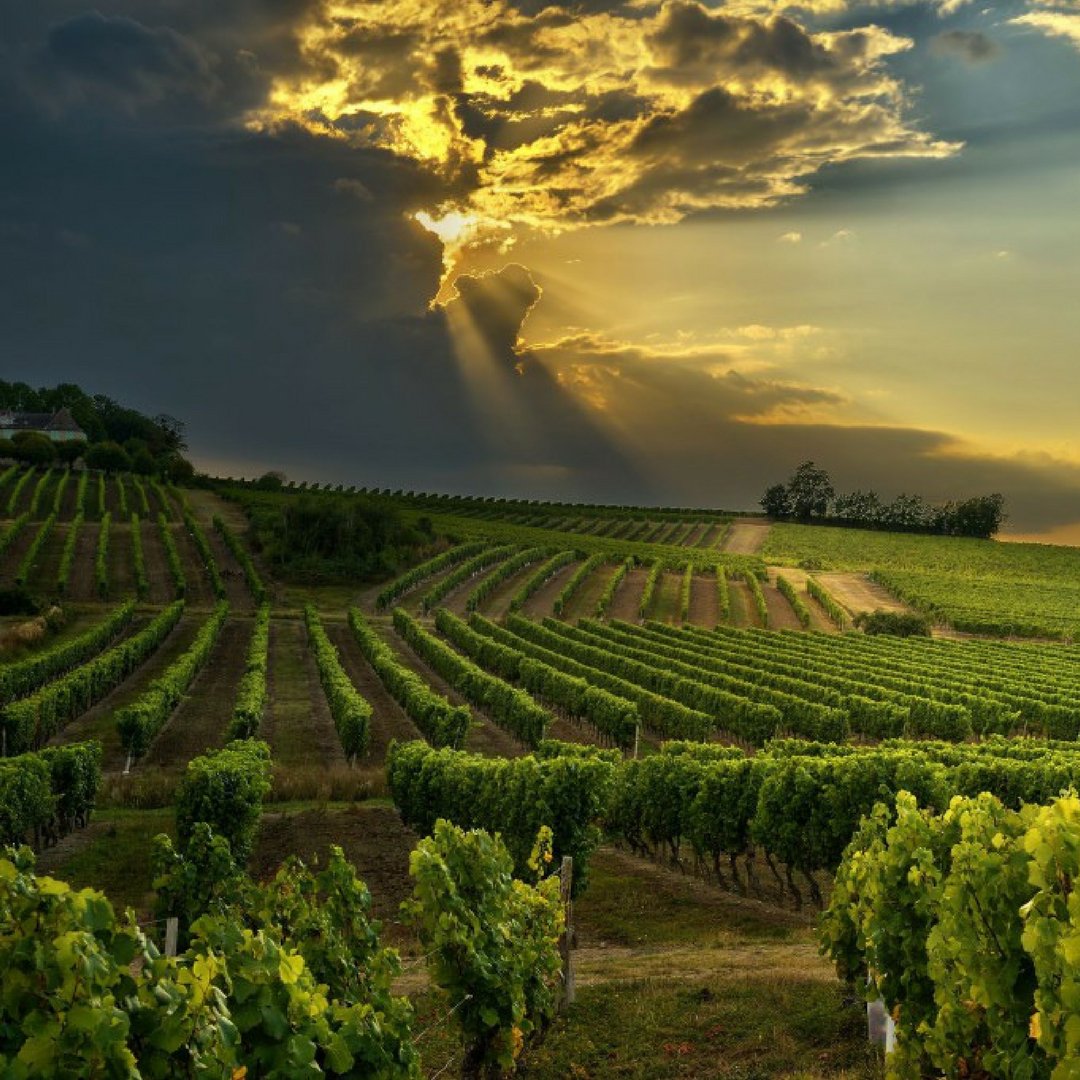 Burası gerçekten de gezginler diyarı... Gün henüz ışırken başlamak safarilerde kendinizi doğanın kucağında buluvereceksiniz. Güney Afrika Şeker Bayramı turumuz keşif için sizi bekliyor.  s.vip.com.tr/944c