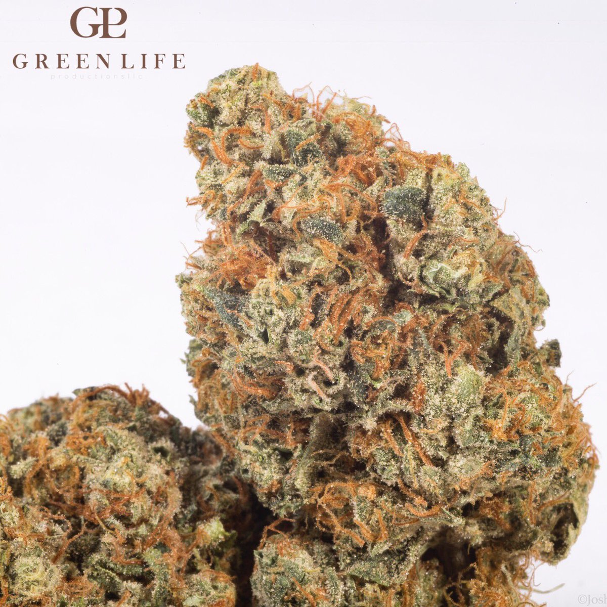 GLPNV's tweet photo. Fresh drop 🚨 #ScottsOG coming in at 23.75% thc, 28.31% total cannabinoids #terpenes 9.24 mg/g #myrcene, 5.11 mg/g #limonene, 3.80 mg/g #caryophyllene , 3.02 mg/g #linalool 🙌 @InyoDispensary  @NuwuCannabis  @MMJAmerica  @TheDispensaryNV @TheGroveNV @EssenceVegas  @ApothecariumLV https://t.co/ERAxBDtIfi