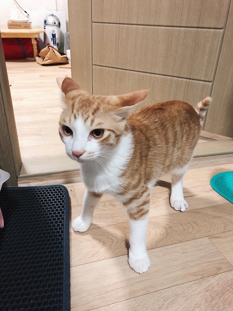 with_mgrk's tweet image. 집게 떨어뜨렸더니 &apos;무슨 일이야!?&apos;라는 믿음직한 표정으로 달려온 감자😂😂😂