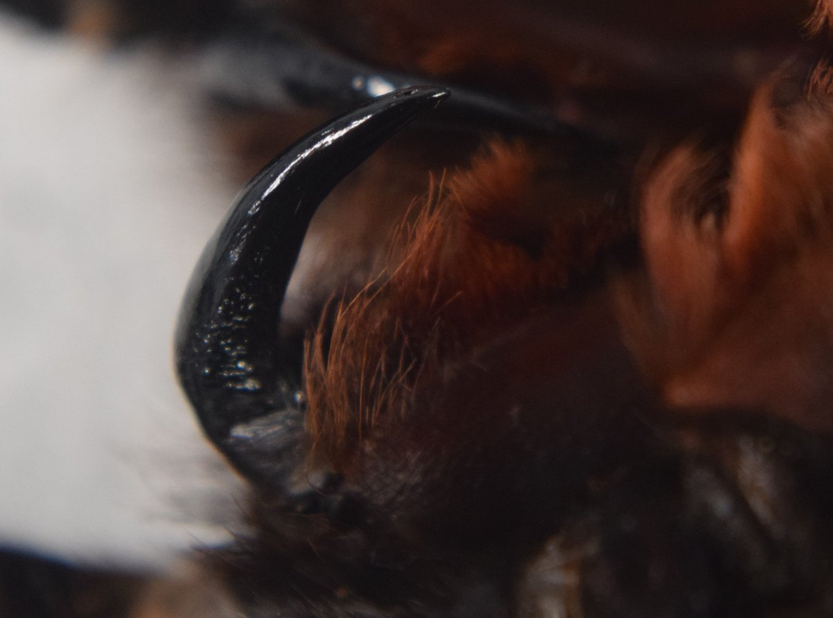EcoExplorersNUI's tweet photo. One of our tarantulas has moulted! You can see the venom duct in the close up of the fang! :D #tarantula #arthropods https://t.co/3hRmmrJ8bW