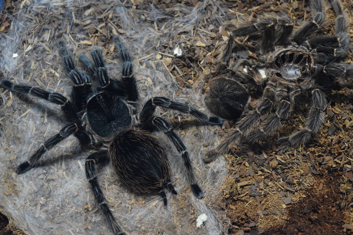 EcoExplorersNUI's tweet photo. One of our tarantulas has moulted! You can see the venom duct in the close up of the fang! :D #tarantula #arthropods https://t.co/3hRmmrJ8bW