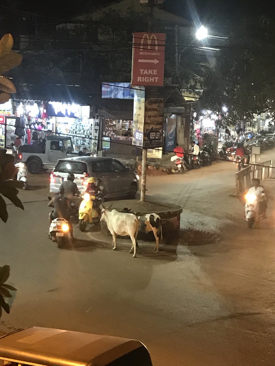 SammyBainbridge's tweet photo. Our fave cows so far tonight ๐ฎ #cowchronicles #onlyingoa @KatBlackburn https://t.co/QO0N8NxOSs