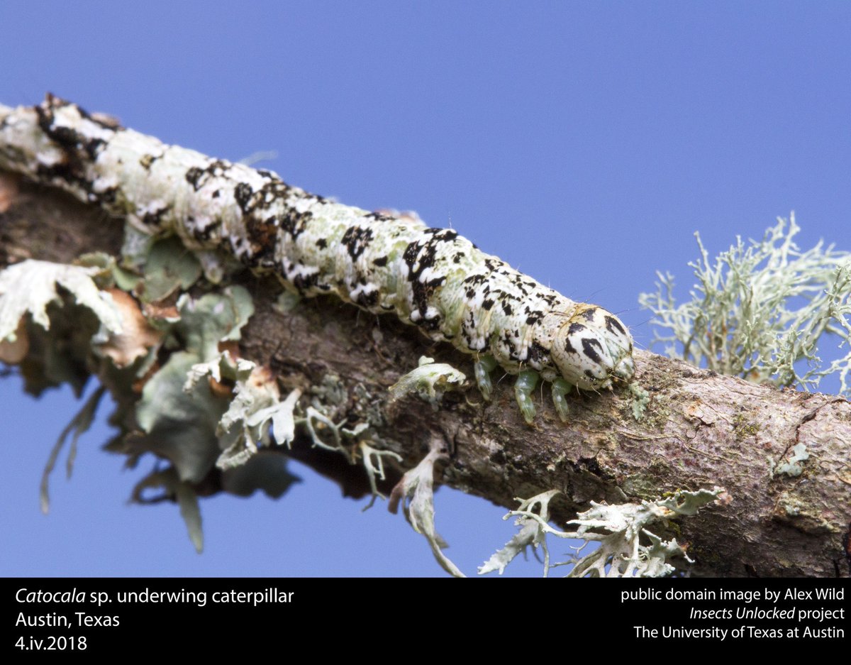 Just some lichen on a tree branch, no caterpillars here! New public domain image by @Myrmecos.