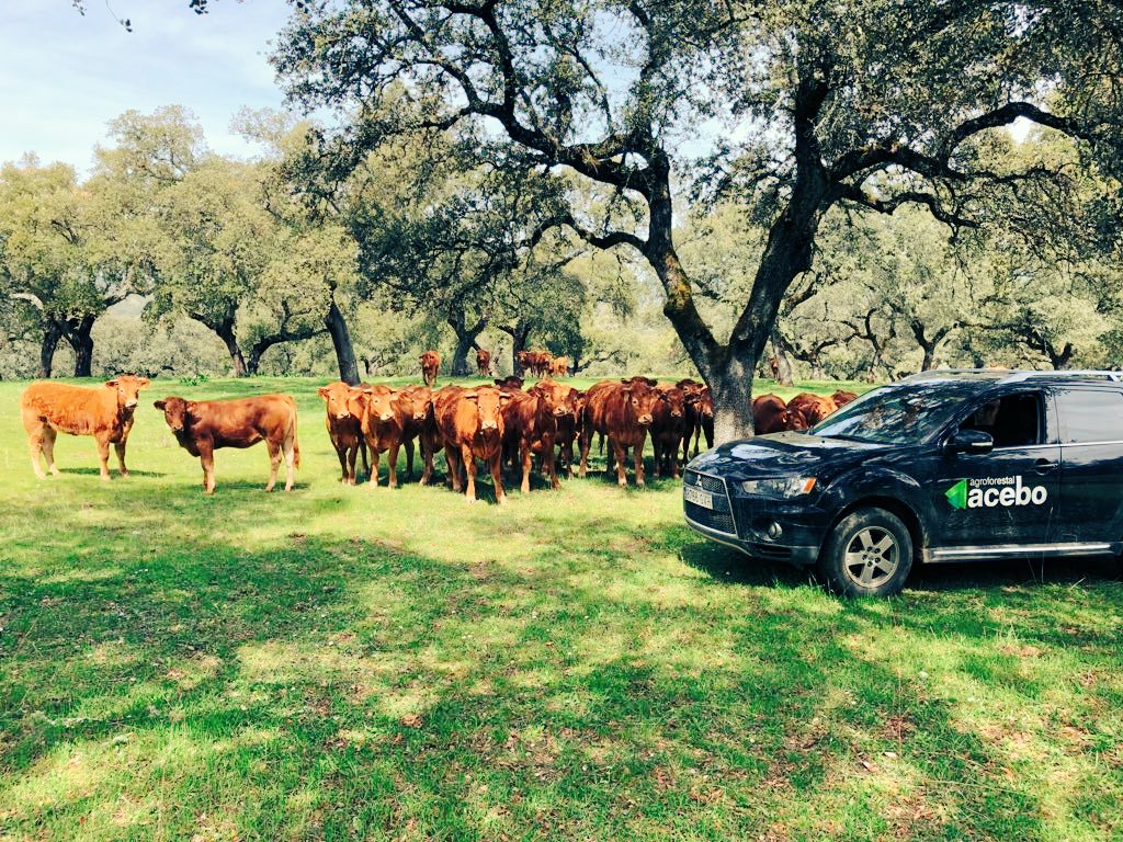 Agf_Acebo's tweet photo. Trabajando en una finca de Extremadura. La dehesa en primavera es una maravilla! https://t.co/onWgrlnrH2