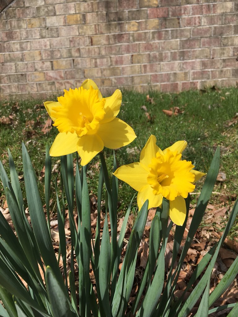 grierja's tweet photo. Perfect daffodils springing up in my front yard.  I didn’t plant them.  Just a beautiful thing that happened.  #springhappy https://t.co/benHJ44pVu