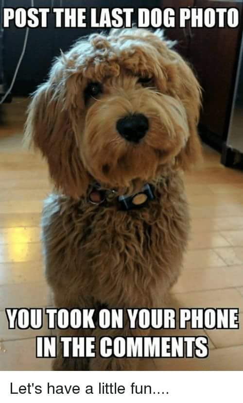 TeamOhlen's tweet photo. Attention #pet owners.  #cats, #dogs, #chinchilla or other.  Let's see them! https://t.co/iMEDe6hVGz