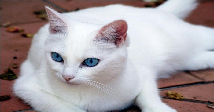 chienchatlovers's tweet photo. De 60 à 80% des chats blancs aux yeux bleus sont sourds. https://t.co/pokahIhg5x https://t.co/VnIXbU1Q2b