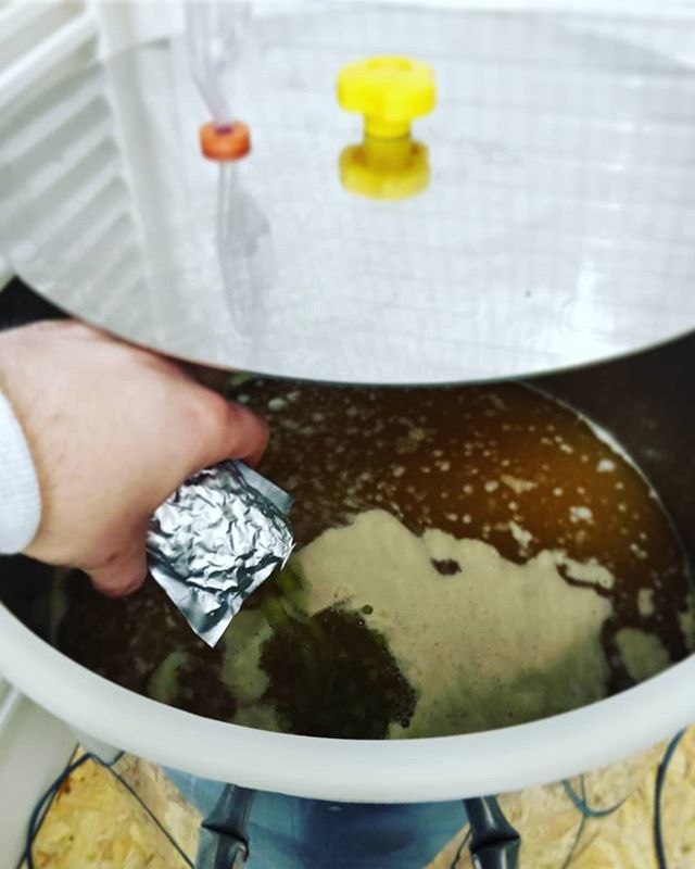 friediesbrewery's tweet photo. #dryhopping #sommerweisse #amarillohops 🍊
#polsinelli #wheatbeer #hopfenstopfen .
.
.
.
.
.
#friediesbrauhaus #craftbeer #beer #hobbybrauer #bier #dohomebrew #wehomebrew #drinkcraftnotcrap #beerstagram #homebrew #homebrewing #Homebrewer #beerme
#craf… https://t.co/CE560RtNwp https://t.co/P47Tl3pHjp
