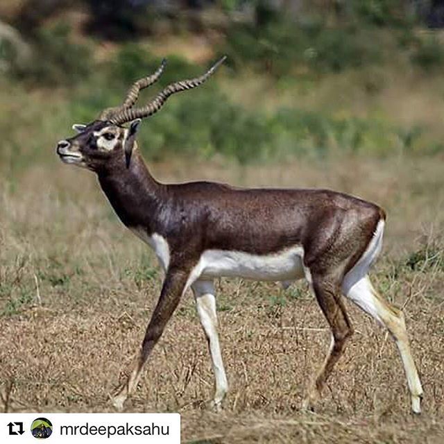 Bhubaneswar Buzz auf Twitter: „While everyone is busy talking about #salmankhan and #blackbuck , #photography from #bhetnoi #odisha #bhubaneswarbuzz pic courtesy @mrdeepaksahu ・・・ Blackbuck | Bhetnoi, Odisha #blackbuck #animals #animal #nature ... Bhubaneswar Buzz auf Twitter: „While everyone is busy talking about #salmankhan and #blackbuck , #photography from #bhetnoi #odisha #bhubaneswarbuzz pic courtesy @mrdeepaksahu ・・・ Blackbuck | Bhetnoi, Odisha #blackbuck #animals #animal #nature ...
