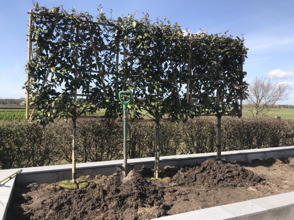 Garden_Ninja's tweet photo. Gonna move into the country gonna plant a lot of pleaches!! 😜🤘 #pleach #trees #GardenersWorld #gardendesign #spring https://t.co/zkL76nbUDO