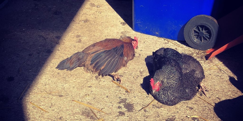 PetPoultry's tweet photo. These two hybrids made the most of the weather today catching some rays in the barn doorway. #thegoodlife #besteggsever #sunbathingchickens https://t.co/ryHL5bnsmM