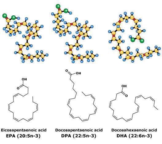 nicobonne's tweet image. Erythrocyte long-chain #omega3 fatty acid levels are inversely associated with mortality and with incident #cardiovascular disease: The Framingham H... - PubMed - NCBI buff.ly/2GE0uWw