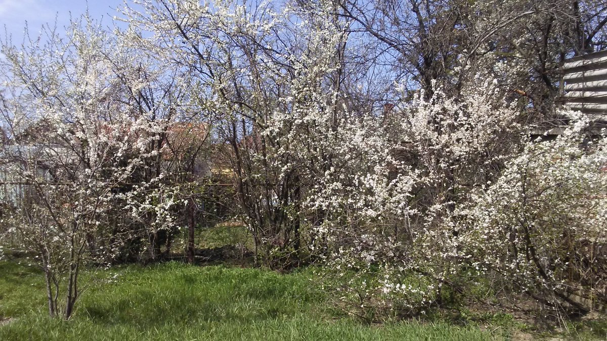 Roby_LS's tweet photo. My plum trees are in bloom! #Spring has sprung! :) #fruit #fruittrees #trees #gardening #growfoodnotlawns https://t.co/oIrEtjhm1u