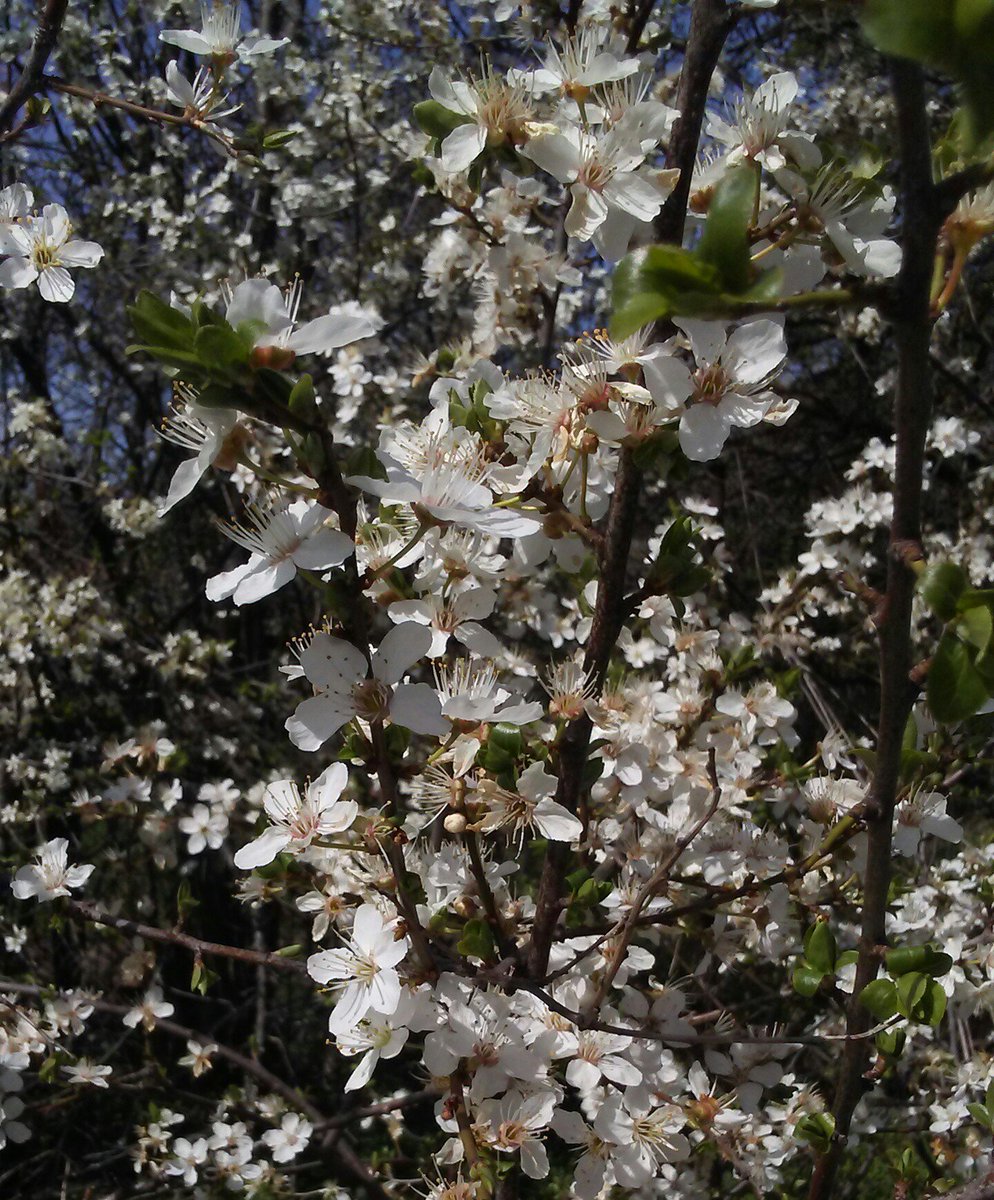 Roby_LS's tweet photo. My plum trees are in bloom! #Spring has sprung! :) #fruit #fruittrees #trees #gardening #growfoodnotlawns https://t.co/oIrEtjhm1u
