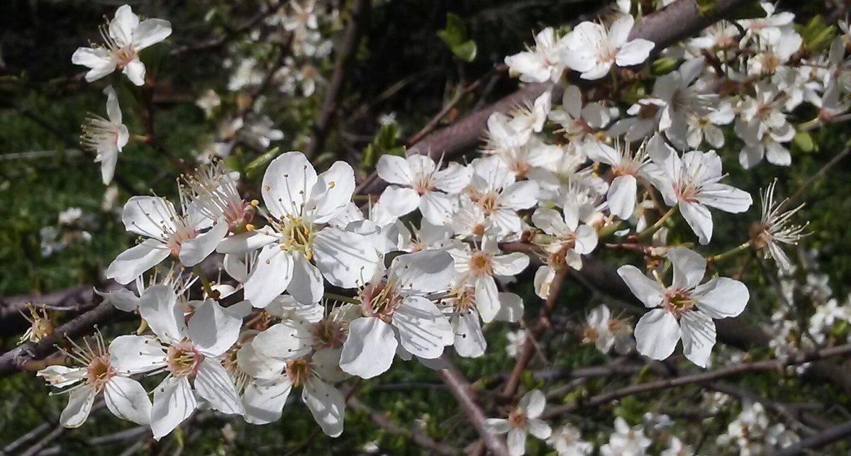 Roby_LS's tweet photo. My plum trees are in bloom! #Spring has sprung! :) #fruit #fruittrees #trees #gardening #growfoodnotlawns https://t.co/oIrEtjhm1u