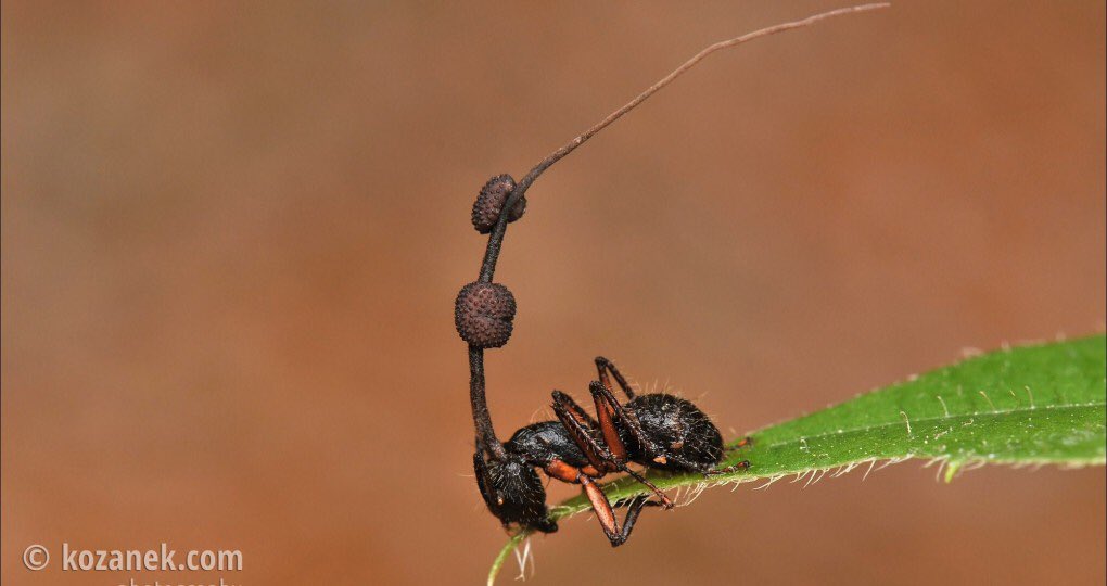 にかいどう 機械生物図鑑 ゾンビアリ タイワンアリタケに寄生された蟻は行動を支配される 数日は普通の行動をとるが ある日の正午 巣を離れる 地上25cmの場所で葉に噛みつき絶命 その下は蟻の通り道なのだ 菌は遺体を突き破り 他の蟻に大量に