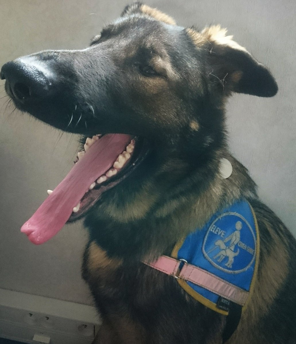 FuturChienGuide's tweet photo. On dirait que Nox des @chienguideparis va finir sa nuit dans l'openspace 😂
#chienguide #chiensguidesparis #guidedog #famillerelais #elevechienguide #futurchienguide #bergerallemand #germanshepherds #germanshepherdsofinstagram #gsofinstagram #NoxChienGuide https://t.co/qCvHmOhfOj