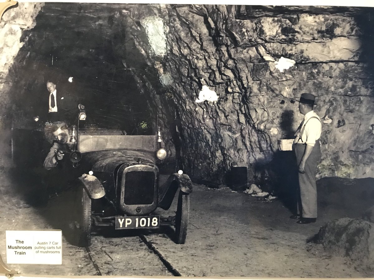 TommyLeighton44's tweet photo. Lovely morning at Kent’s favourite 1930s mushroom supplier with Annie, Lenny and @lululegend17 #chiselhurstcaves @visitchis @fruitandvegboy https://t.co/ooW6ODzsce