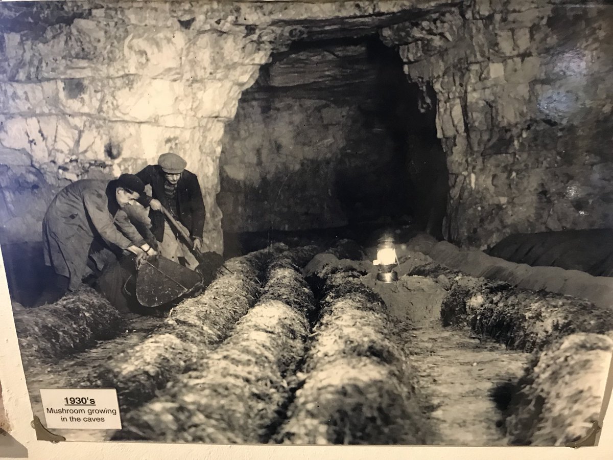 TommyLeighton44's tweet photo. Lovely morning at Kent’s favourite 1930s mushroom supplier with Annie, Lenny and @lululegend17 #chiselhurstcaves @visitchis @fruitandvegboy https://t.co/ooW6ODzsce