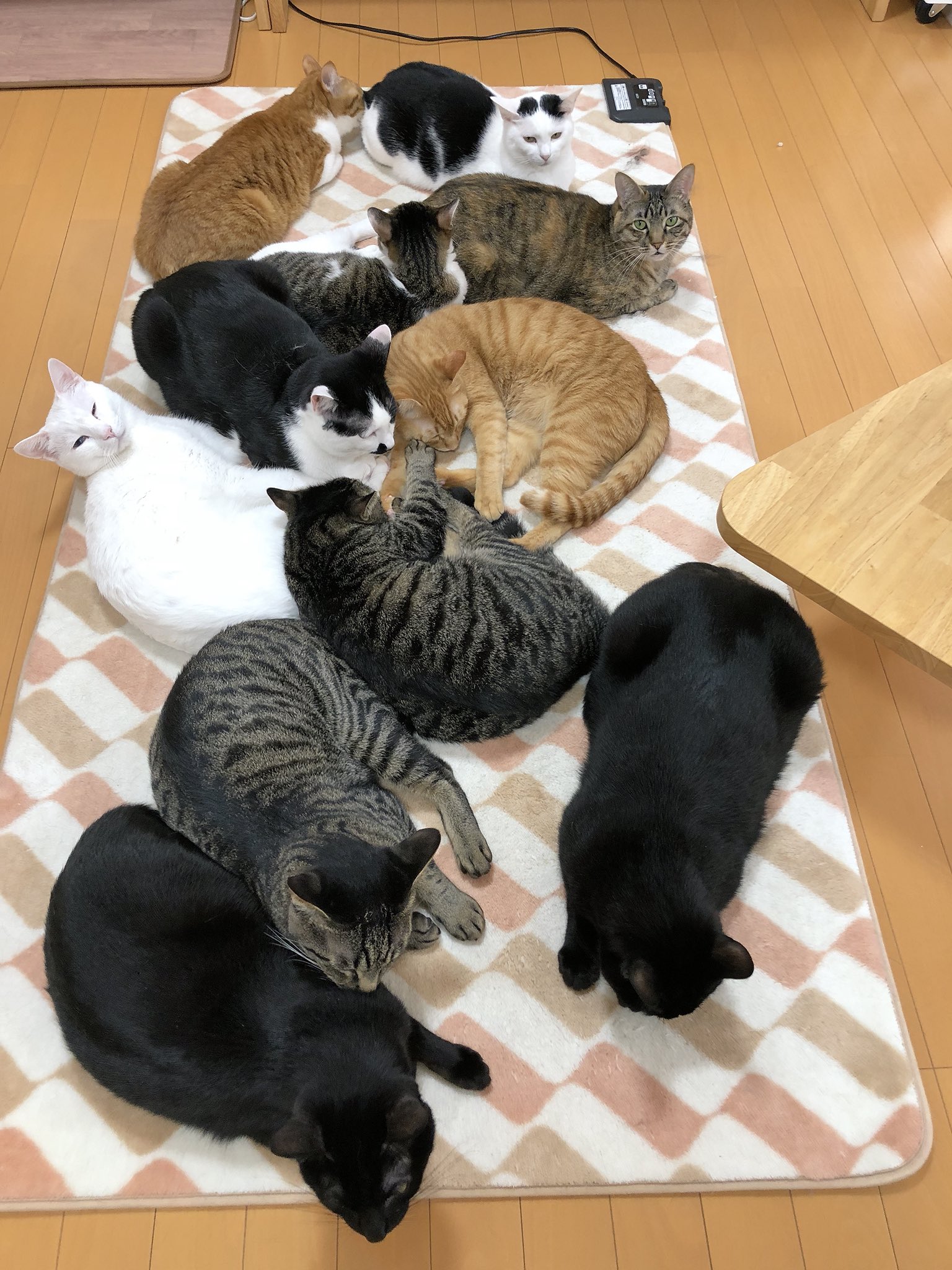 猫カフェ福ねこ 福井 今日もありがとうございました ちょっと寒くなってきたので ホットカーペットはまだまだ大人気ですよ O 福井 猫カフェ福ねこ 福ねこ ホットカーペット猫 T Co Nzutqjl6rg Twitter