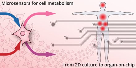 ImtekSensors's tweet photo. Our new critical review: Microsensor systems for cell metabolism - from 2D culture to organ-on-chip https://t.co/7djLBVh37x (free download) @LabonaChip @UniFreiburg @TFunifreiburg #organonachip #microsensors https://t.co/mVUiUsqfoW