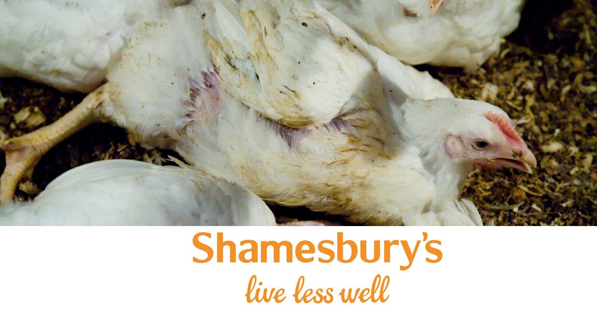 ciwf's tweet photo. Sainsbury’s have broken their promise to stock only higher welfare chicken. They’ve let down the animals and their customers. Please, sign the open letter today: https://t.co/rZ26tTcpv4 #shamesburys #brokenpromise https://t.co/XOdnHBo1OL