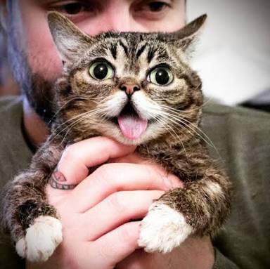 奇跡体験 アンビリバボーで 猫の恩返し が話題に トレンドアットtv