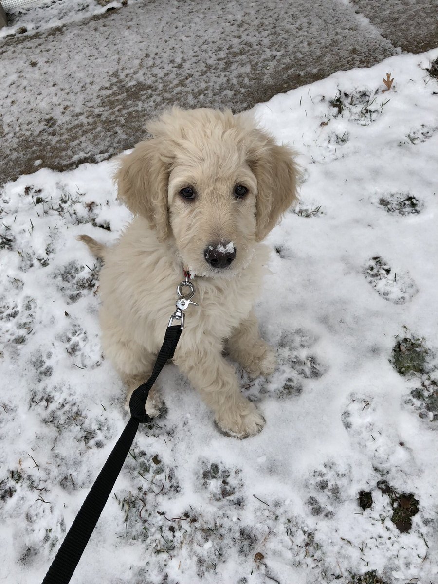 JoeyGDot's tweet photo. We are at day 6 with Oliver.  He is a handful but with that face of his, it is worth every 1am/4am potty time. https://t.co/Oo8L94EreA