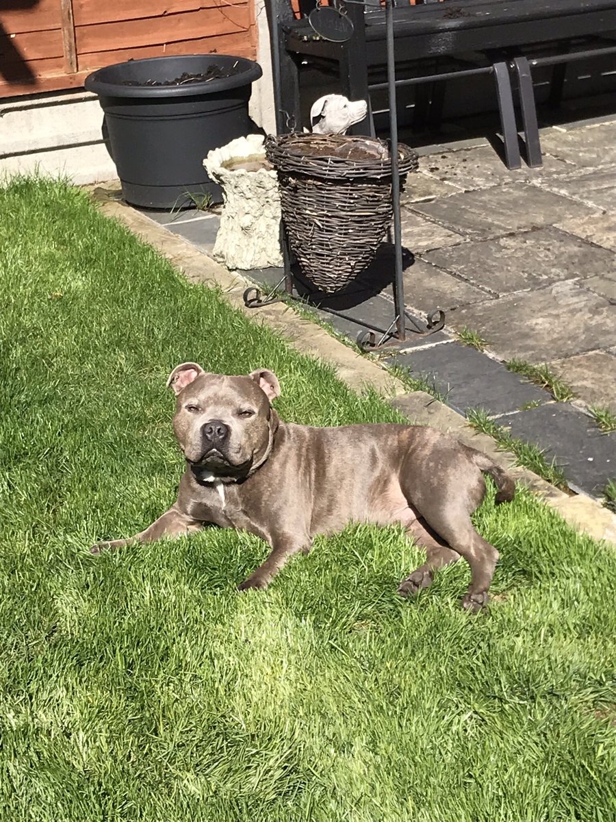 Jaspergratt's tweet image. I thought I’d help Mum in the garden #diggingdog #sunbathing #lushgrass #overseeing #staffiesoftwitter