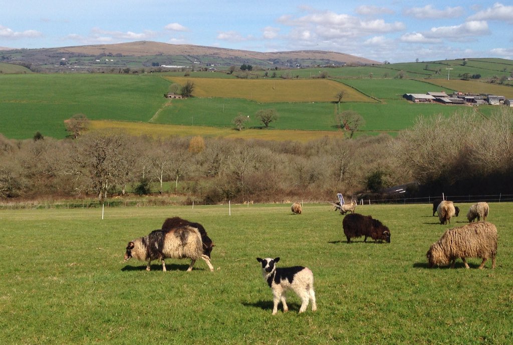 WoodlandDave's tweet photo. As you travel the land you may see yellowing fields amongst the green. These fields have been treated with herbicide e.g. Glyphosate to prepare for the next crop, most likely maize. This poison not just kills all surface 'weeds' but also kills soil biology &amp; enters water systems! https://t.co/RVdFhXVlce