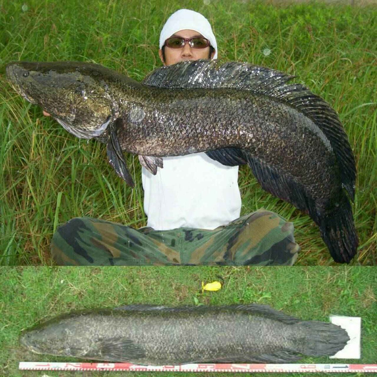 釣りプラス バス釣り ルアー 初心者向けハウツーなど総合釣り情報サイト 7ページ目 Togetter