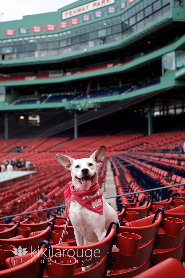 lasthopek9's tweet photo. Happy home opener, @redsox!!! #TBT to Lilac’s big day at #Fenway 😍 this gorgeous girl is still looking for a calm, patient FURever home - visit our website for more info on #LilacTheBatDog!

#throwbarkthursday #homeopener #redsox #redsoxnation #fenwaypark https://t.co/w8lUb2DtwL