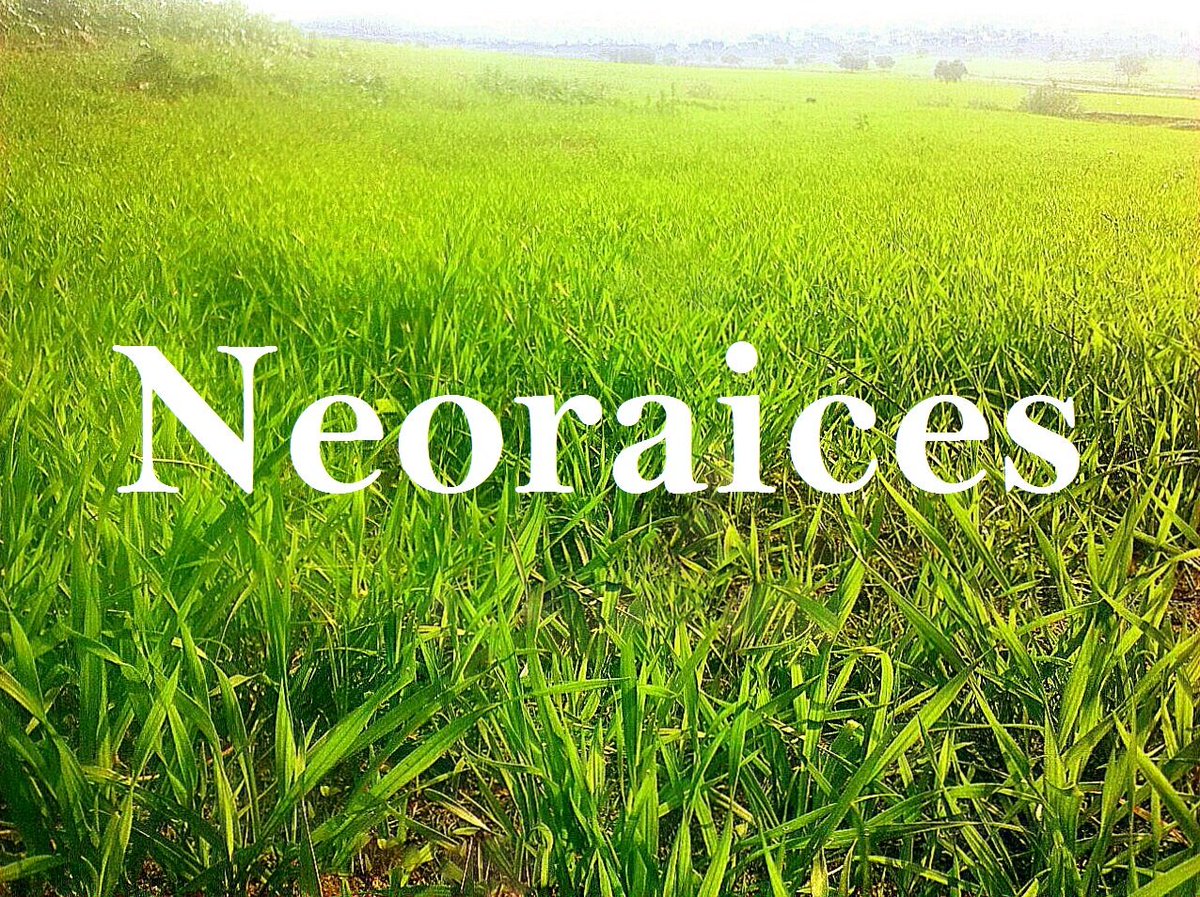 Neoraices "Cultura de la Tierra" tweet media