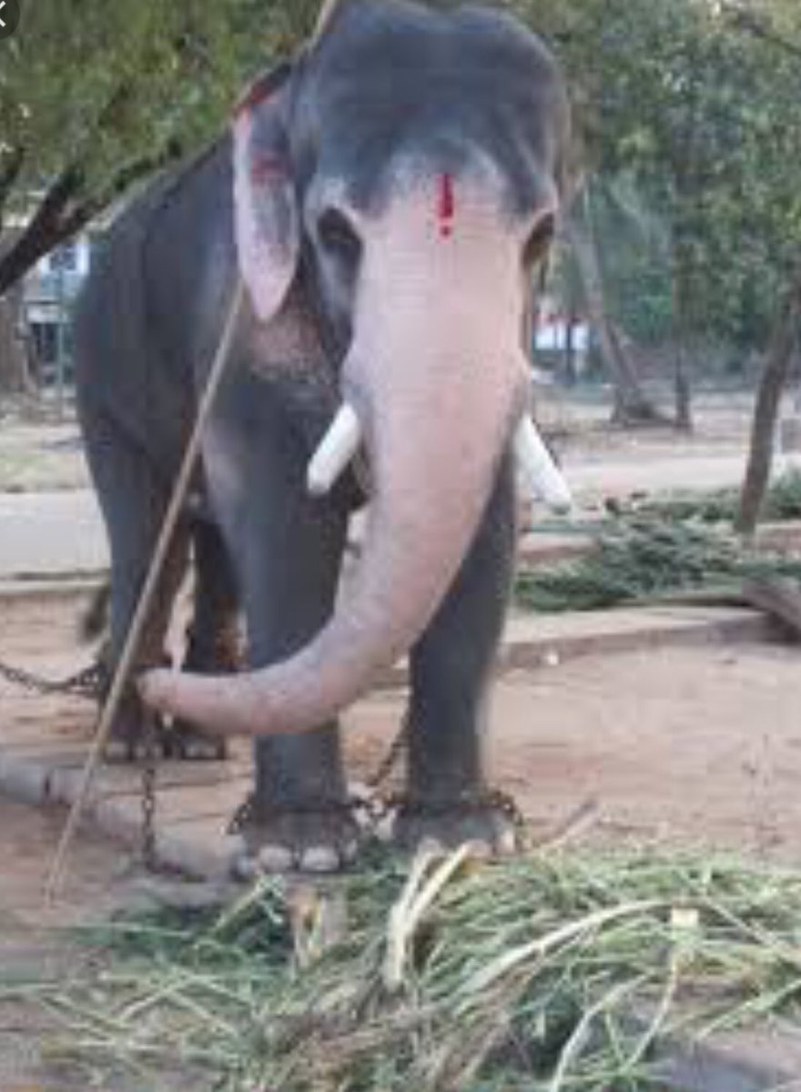 born2_wild's tweet photo. .@rashtrapatibhvn .@CMOKerala Why is the Government allowing Wild🐘’s  to be Privately owned More than 300 🐘’s held illegally Statics show in 10yrs that 🐘’s become extinct in #Kerala #TempleElephant #EcoTourism is the way https://t.co/iuqfgnImeH
