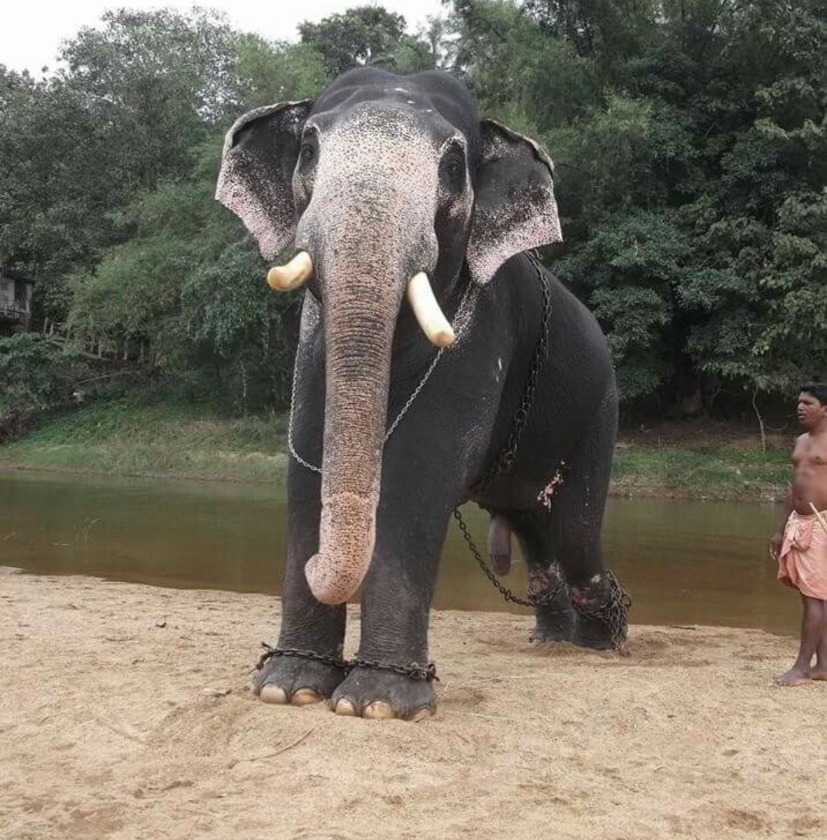 born2_wild's tweet photo. .@rashtrapatibhvn .@CMOKerala Why is the Government allowing Wild🐘’s  to be Privately owned More than 300 🐘’s held illegally Statics show in 10yrs that 🐘’s become extinct in #Kerala #TempleElephant #EcoTourism is the way https://t.co/iuqfgnImeH