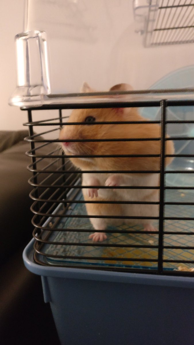 surensilva's tweet photo. Rest in peace Gideon. I know you are riding a giant wheel in hamster Valhalla https://t.co/oTmAKE7jGa