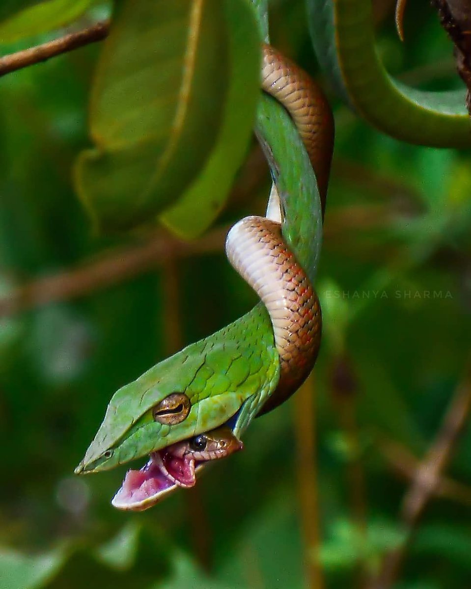 wildwoyages's tweet photo. Life's so twisted, isn't it?

Photo by Eshanya sharma©

Follow, like &amp; tag us @WildWoyages &amp; use the hashtag #WildWoyages to get featured

#Snakes #IndianWildlife #IndianSnakes https://t.co/CNAEC6WTxv