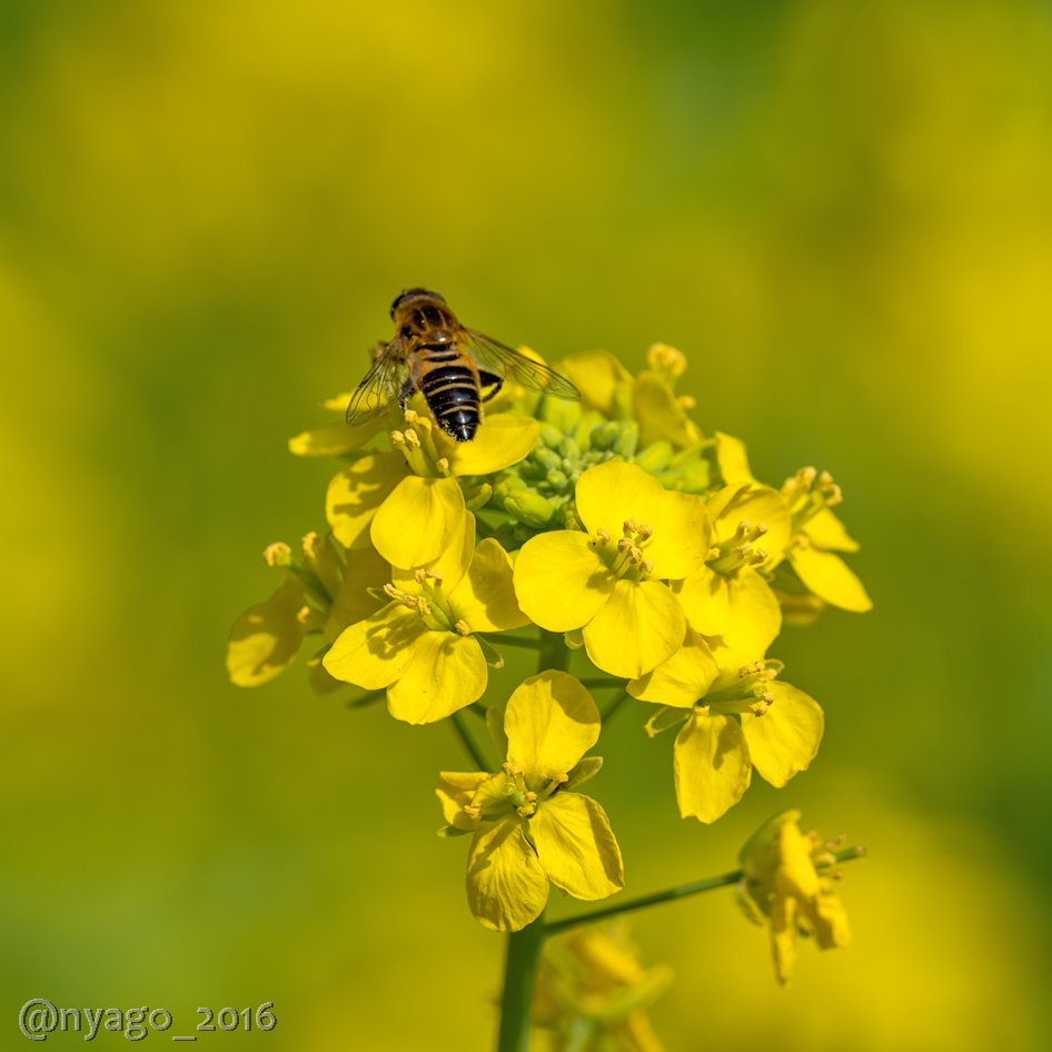 Nyago 菜の花 と 虻 ちゃん Canola 花 Flower アシブトハナアブ アブ 昆虫 Insect 春 Spring T Co Xuxawqj4cl Twitter