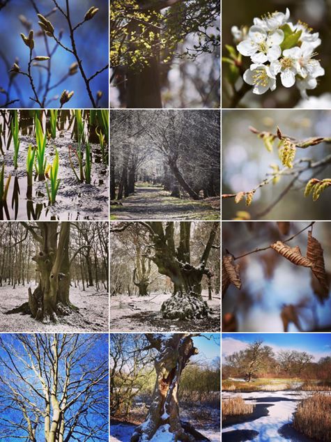 From snow to #Spring...Follow #EppingForest's journey through the seasons on Instagram... instagram.com/coleppingfores…