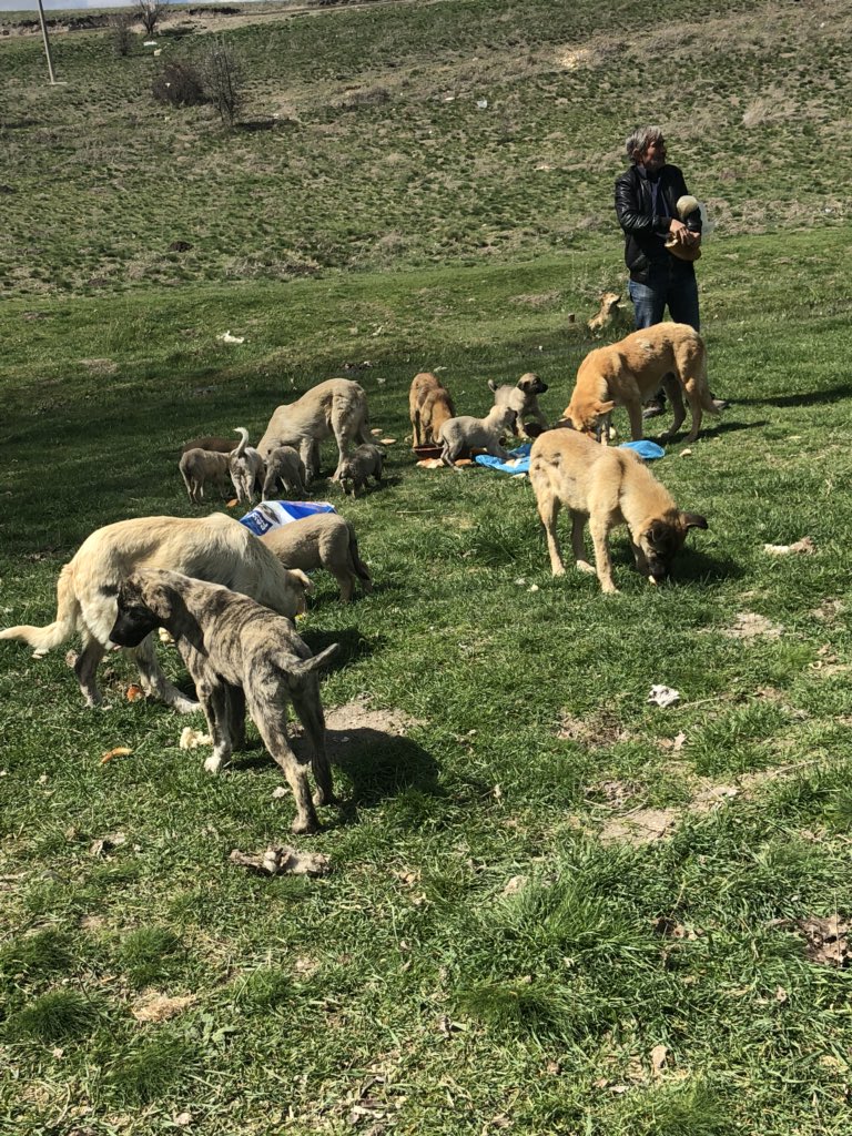 SaimeHiz's tweet photo. BUGUN BESLEMEYE GİTMEMİZ LAZIMDI BESLEMEYE GİDEMEDİM ÇÜNKÜ HİÇ MAMA YOKTU ÇOK SAYIDA KÖPEK AC KALDI ANNELER AÇ KALDI ANNESİZ YAVRULAR AÇ KALDI ONLAR ÇARESİZ  ÇOK ACİL BESLEME YAPABİLMEM İÇİN ÇOK ACİL YABRU KÖPEK VE YETİŞKİN KÖPEK MAMASI VE KEDİ MAMASI LAZIM 0543 515 04 36.LTFN RT https://t.co/Rtvh6u5Lcq