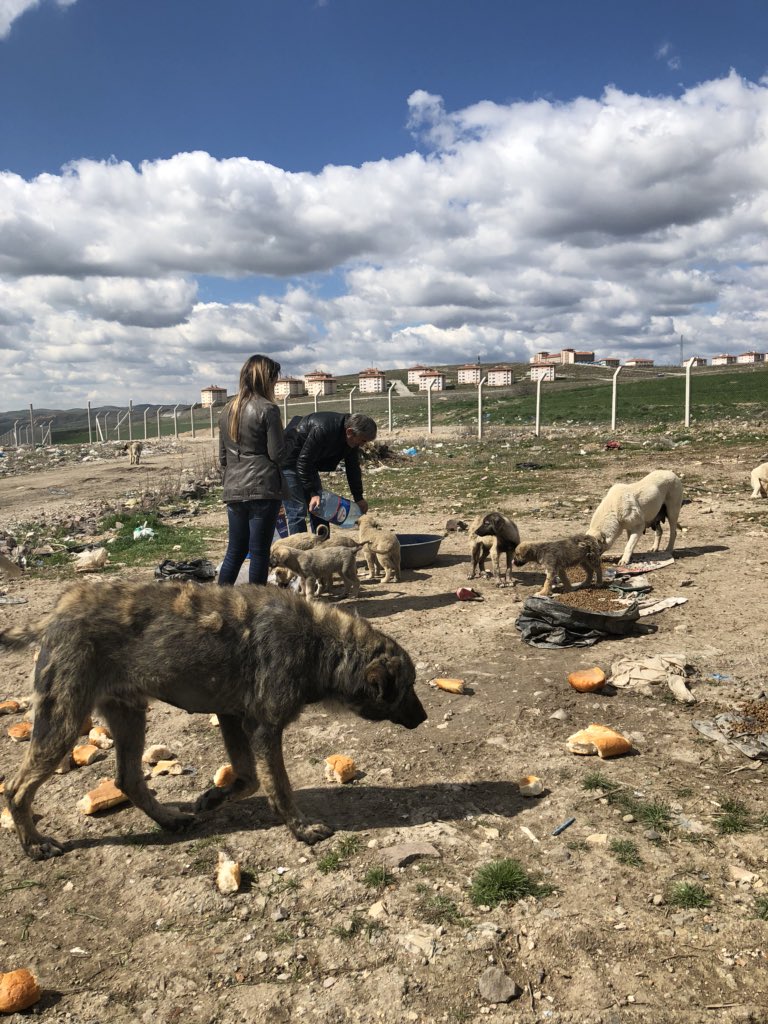 SaimeHiz's tweet photo. BUGUN BESLEMEYE GİTMEMİZ LAZIMDI BESLEMEYE GİDEMEDİM ÇÜNKÜ HİÇ MAMA YOKTU ÇOK SAYIDA KÖPEK AC KALDI ANNELER AÇ KALDI ANNESİZ YAVRULAR AÇ KALDI ONLAR ÇARESİZ  ÇOK ACİL BESLEME YAPABİLMEM İÇİN ÇOK ACİL YABRU KÖPEK VE YETİŞKİN KÖPEK MAMASI VE KEDİ MAMASI LAZIM 0543 515 04 36.LTFN RT https://t.co/Rtvh6u5Lcq