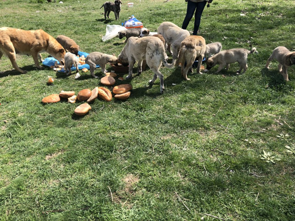 SaimeHiz's tweet photo. BUGUN BESLEMEYE GİTMEMİZ LAZIMDI BESLEMEYE GİDEMEDİM ÇÜNKÜ HİÇ MAMA YOKTU ÇOK SAYIDA KÖPEK AC KALDI ANNELER AÇ KALDI ANNESİZ YAVRULAR AÇ KALDI ONLAR ÇARESİZ  ÇOK ACİL BESLEME YAPABİLMEM İÇİN ÇOK ACİL YABRU KÖPEK VE YETİŞKİN KÖPEK MAMASI VE KEDİ MAMASI LAZIM 0543 515 04 36.LTFN RT https://t.co/Rtvh6u5Lcq