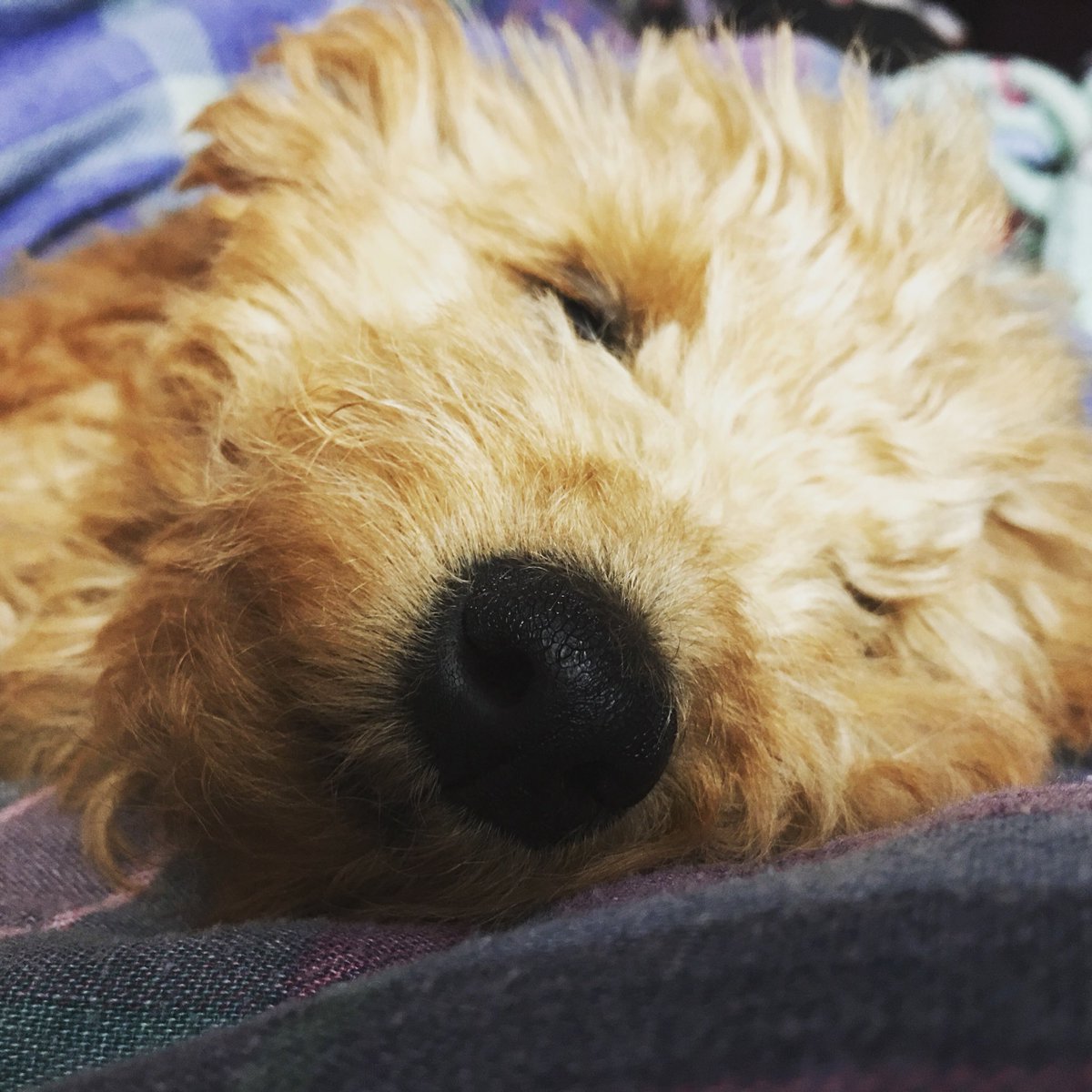 Can you tell I’m smiling? I’m happiest when I’m snoozing on mama. #minigoldendoodle #puppy #puppylife #goldendoodlepuppy #minigoldendoodlepuppy