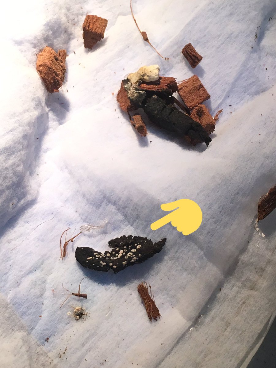 まき アオジタの糞なんだけど この白いポツポツは一体 尿酸ならいいんだけど こんなポツポツしてるのは初めて見た 寄生虫 分かる方いましたら教えてください